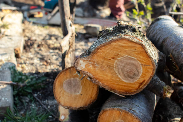 Best Storm Damage Tree Cleanup  in USA